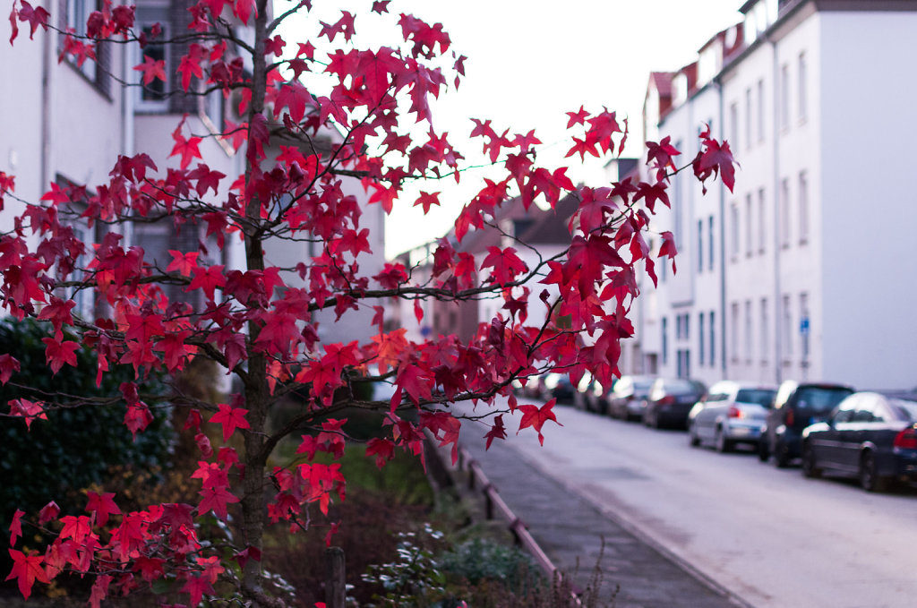 Herbst in Paderborn